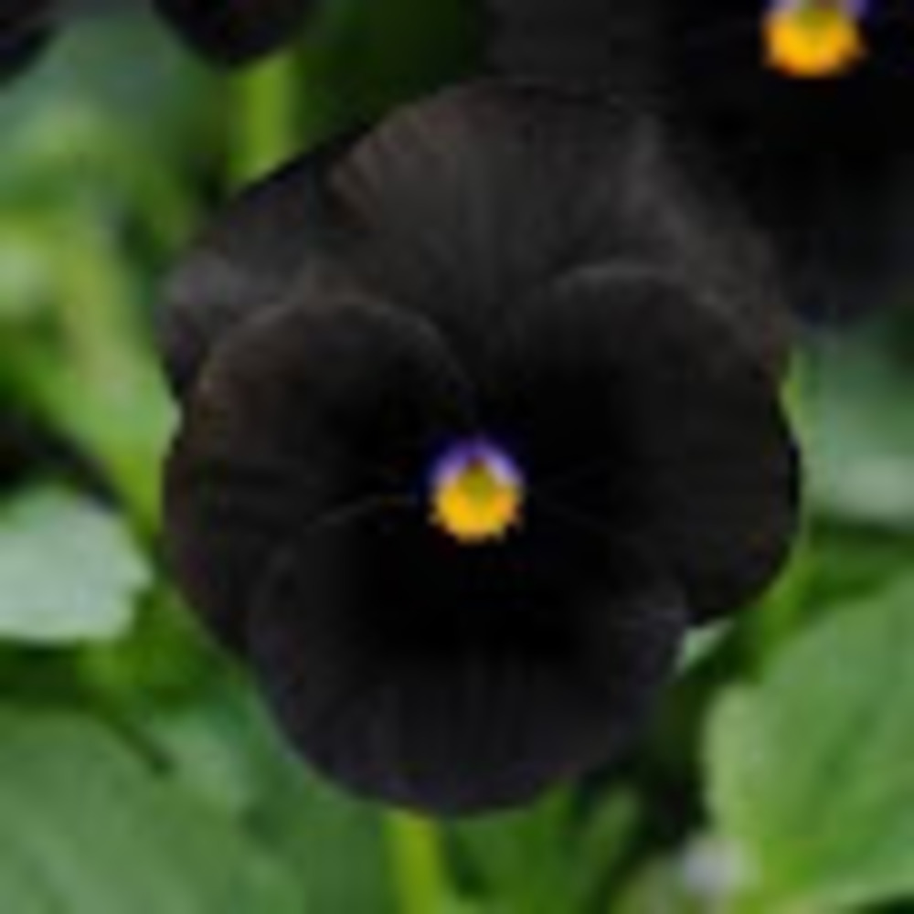 Meet your Posher, Mia